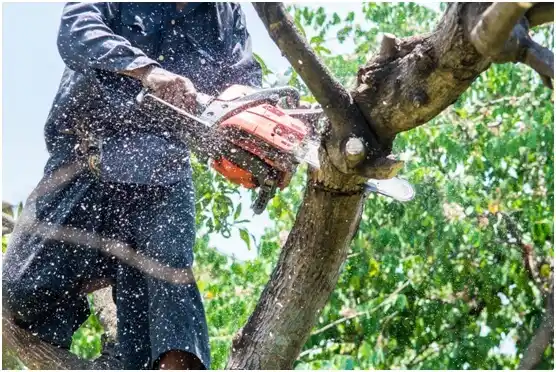 tree services Newmanstown